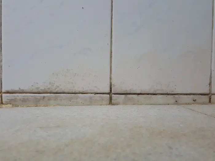 Mold Remediation, Tenant Communication, and Documentation: A Practical Guide for California Landlords - PART 2