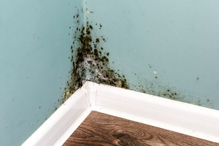 Mold in California Rental Housing: What Landlords Need to Know - PART 1
